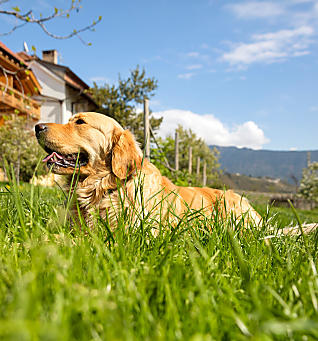 Hondvriendelijke vakantie op de boerderij in Zuid-Tirol