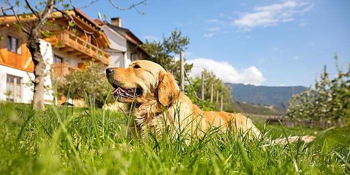 Hondvriendelijke vakantie op de boerderij in Zuid-Tirol