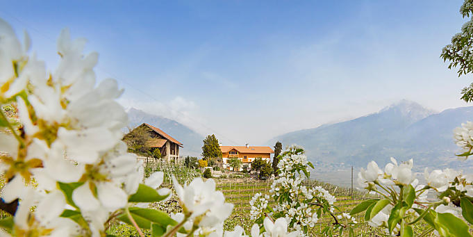Appelbloesem op de boerderij in Zuid-Tirol