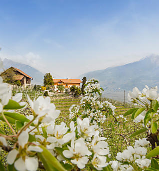 Appelbloesem op de boerderij in Zuid-Tirol