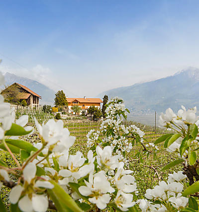 Appelbloesem op de boerderij in Zuid-Tirol