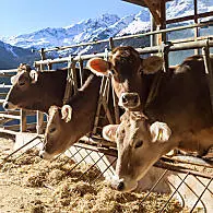 Veehouderij 
