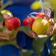 meer dan 20 appelsoorten