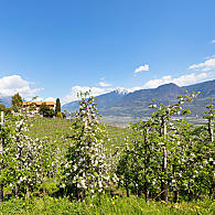 Voor landbouw gebruikte grond in Zuid-Tirol
