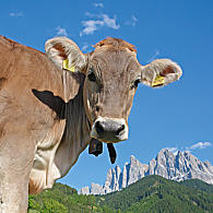 Zomer op de alpenweiden van Zuid-Tirol