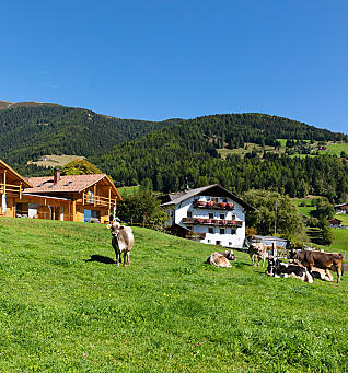 Vakantie op een veeboerderij