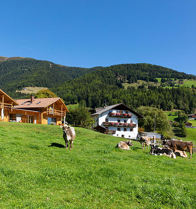 Vakantie op een veeboerderij