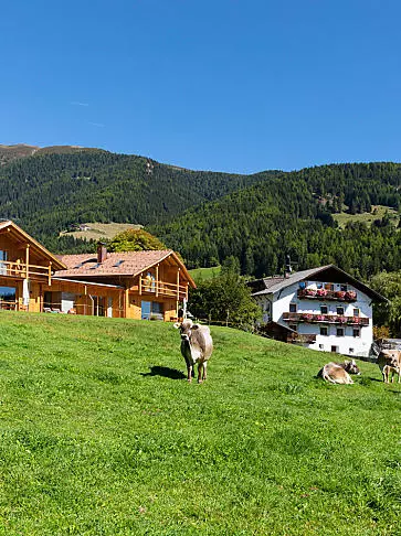 Vakantie op een veeboerderij