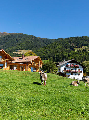 Vakantie op een veeboerderij