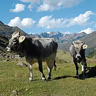 Koeien van het Tiroolse Grauvieh-ras (© VVV Passeier)