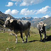 Koeien van het Tiroolse Grauvieh-ras (© VVV Passeier)