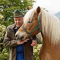 Paardenras haflinger