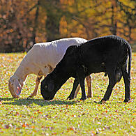 Schapen op Zuid-Tiroolse boerderijen