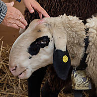 Het brilschaap van Villnöss