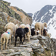 Transhumance in Schnals (© Transhumance/Peter Santer)