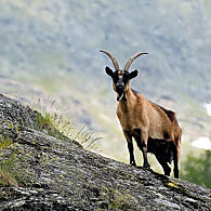 De Passeir berggeit (© VVV Passeiertal)