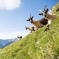 Geiten op de alpenweiden 
