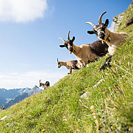 Geiten op de alpenweiden 