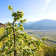 Fruitteeltgebied van Zuid-Tirol