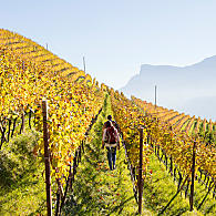 Wijngaarden in Zuid-Tirol