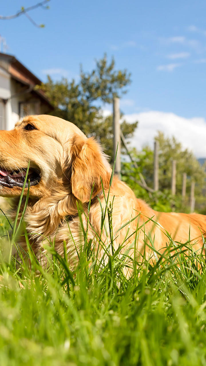 Hondvriendelijke vakantie op de boerderij in Zuid-Tirol