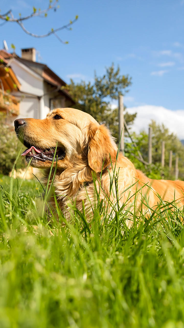 Hondvriendelijke vakantie op de boerderij in Zuid-Tirol