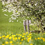Zon en warmte te midden van kleurrijke bloesempracht