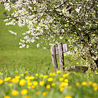 Zon en warmte te midden van kleurrijke bloesempracht