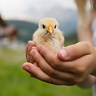 Schattige dierenbaby's voor innige knuffelmomenten