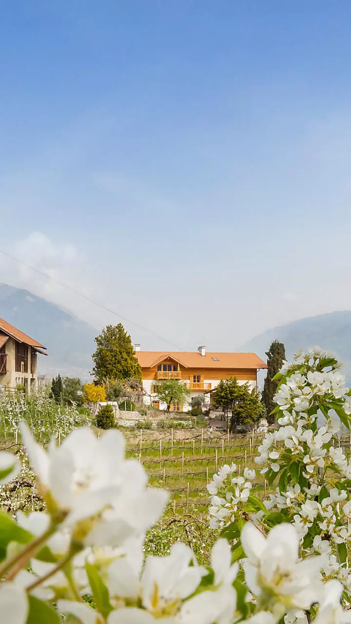 Appelbloesem op de boerderij in Zuid-Tirol