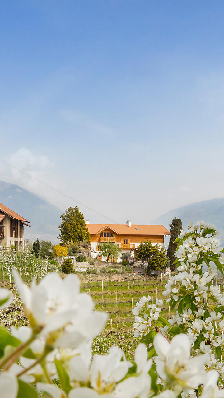 Appelbloesem op de boerderij in Zuid-Tirol