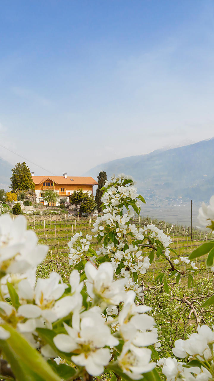 Appelbloesem op de boerderij in Zuid-Tirol