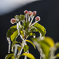 Berijpte bloesems glinsteren op de morgen na de vriesnacht