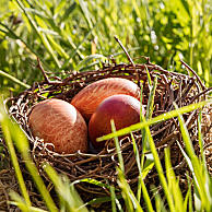 Eieren uit het nest halen en ze natuurlijk verven