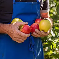 Knapperige appels vers van de boom