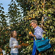 De geur van rijp fruit in de milde herfstzon