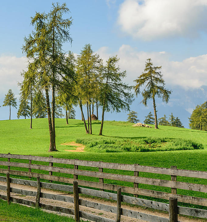 Weiden met lariksen aan de Salten: Uniek cultuurlandschap