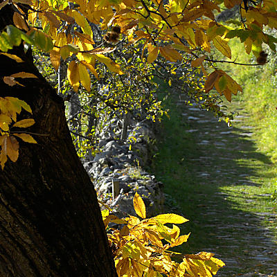 Keschtnweg: herfstjuweel in het Eisackdal