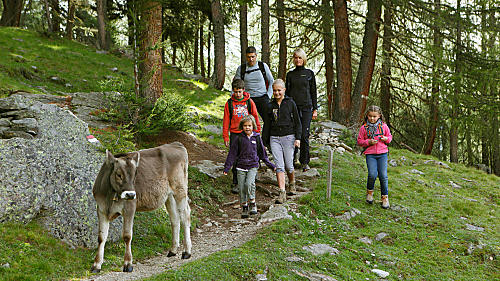 Oerlariksen in Ulten - Zuid-Tirol De oerlariksen van Ulten: Knoestige reuzen in St. Gertraud