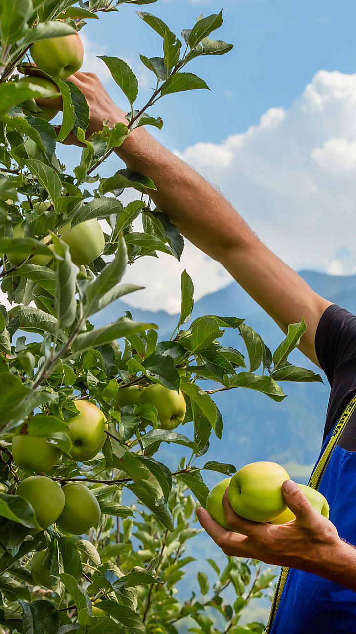 Het dagelijkse boerenleven in Zuid-Tirol meemaken