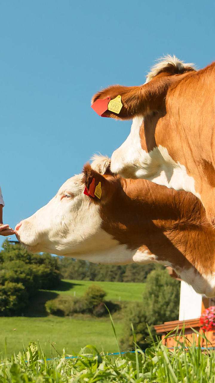 Verlangen naar een boerderij - neem een duik  in het leven op de boerderij