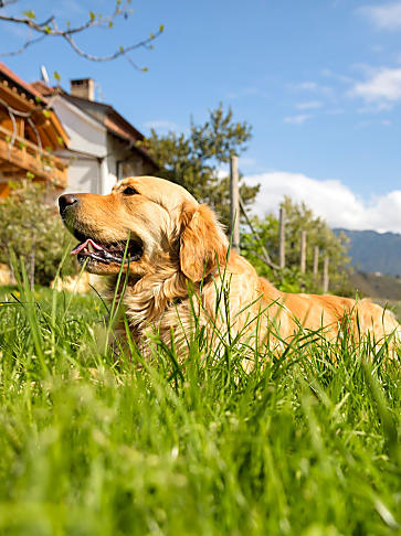 Vakantie op de boerderij met hond