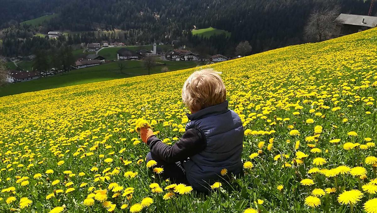 Onze weiden in de lente, een zee van bloesems.