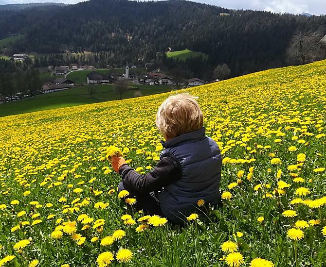 Onze weiden in de lente, een zee van bloesems.