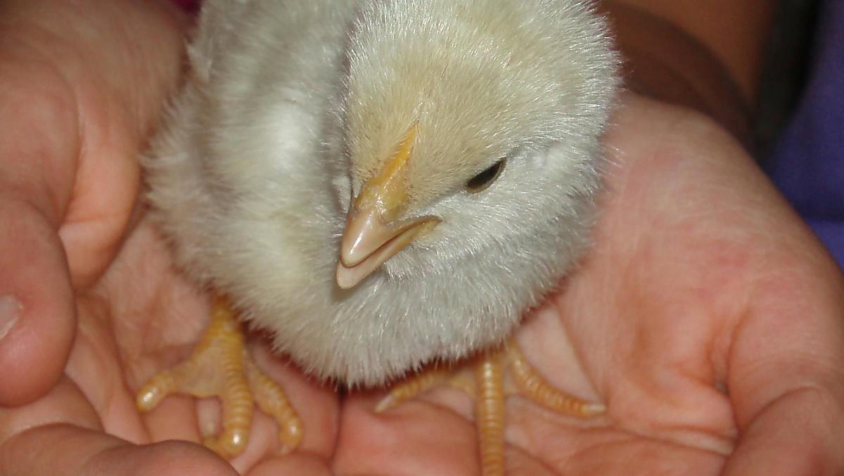 Nieuw leven op de boerderij, welkom!