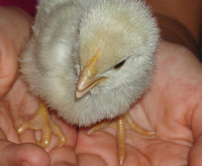 Nieuw leven op de boerderij, welkom!