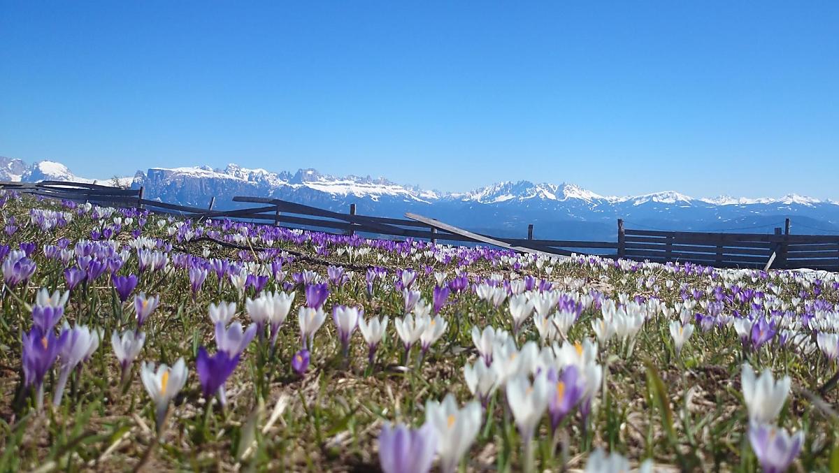 Natuurspektakel van de krokusbloei in de lente