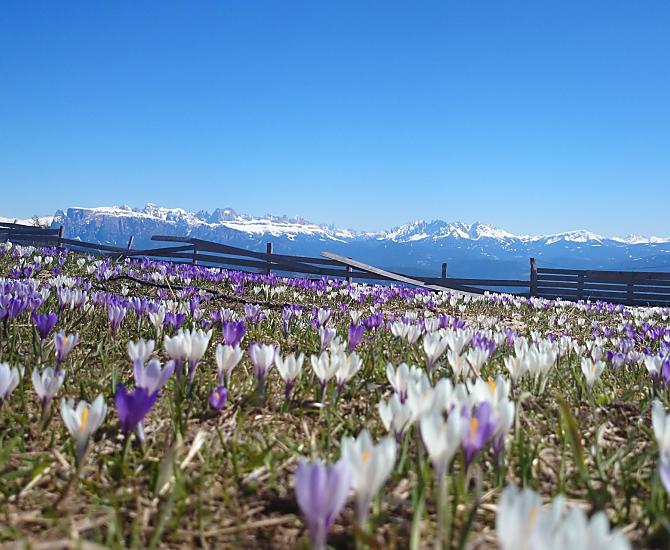 Natuurspektakel van de krokusbloei in de lente
