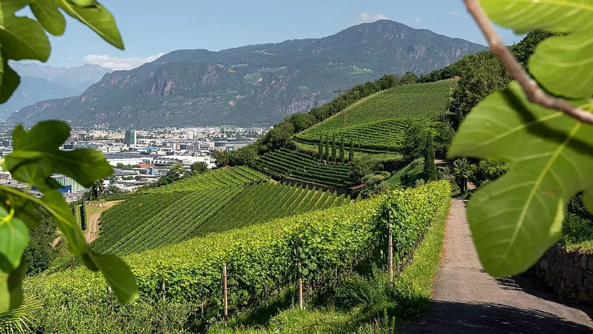 Uitzicht over de wijngaarden tot aan Bozen