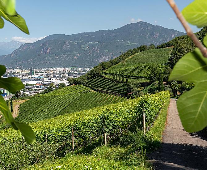 Uitzicht over de wijngaarden tot aan Bozen